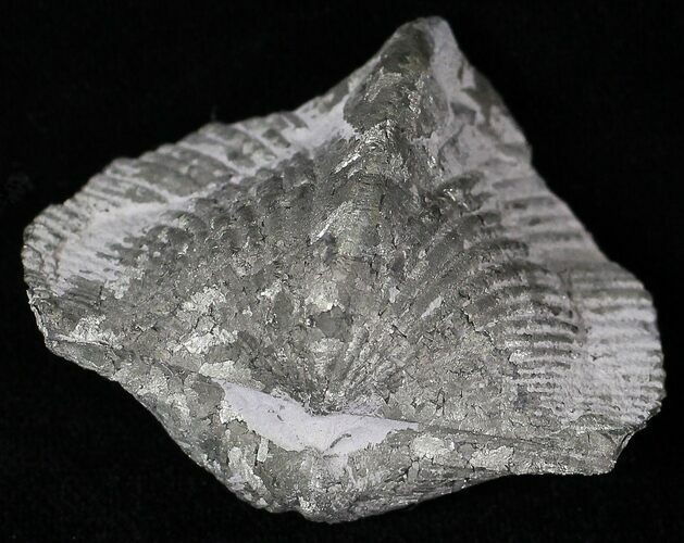 Large Pyrite Replaced Brachiopod - Silica Shale #21093